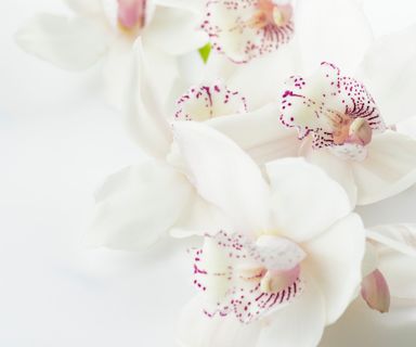 Hvid orkide